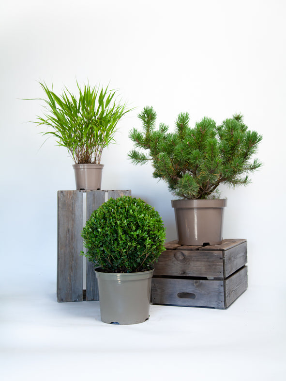 Soto Green - Sunny - 3/Set